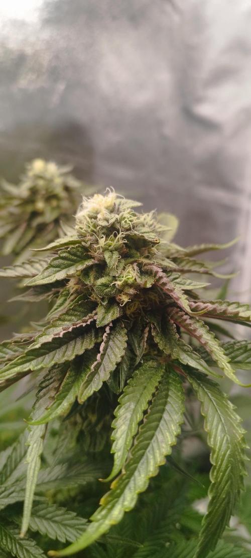 hombreseeds. Week 11 - King Cartier