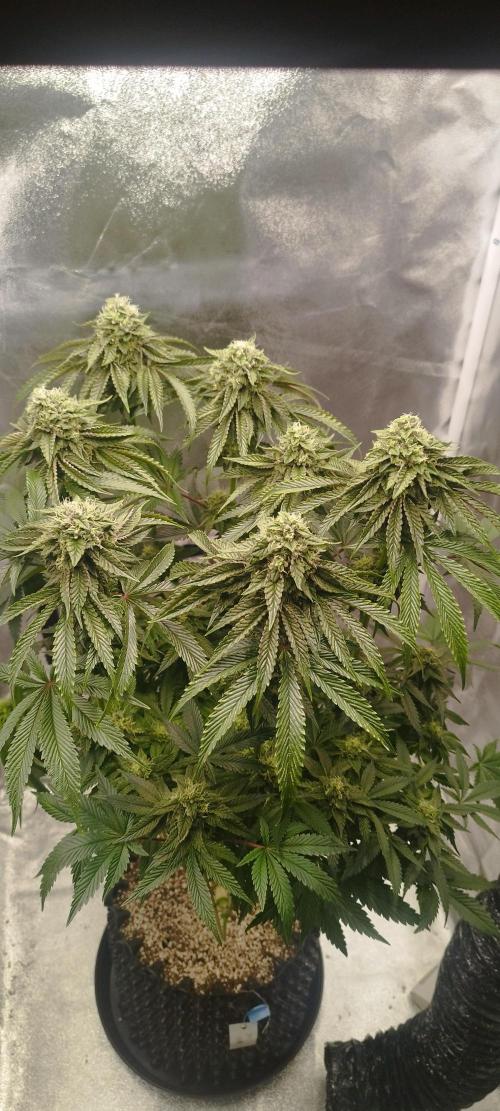 hombreseeds. Week 11 - Dark Nectar