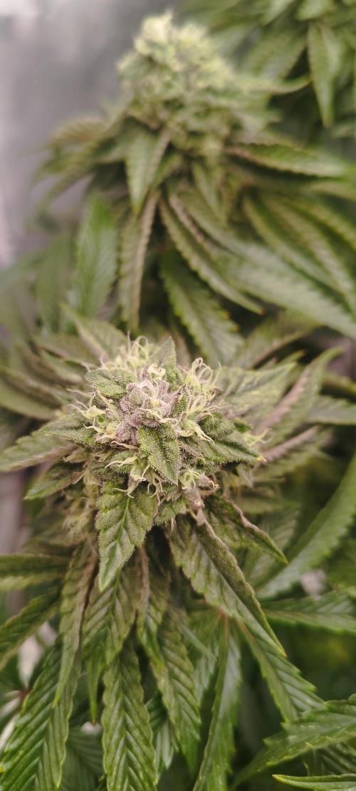 hombreseeds. Week 11 - Dark Nectar