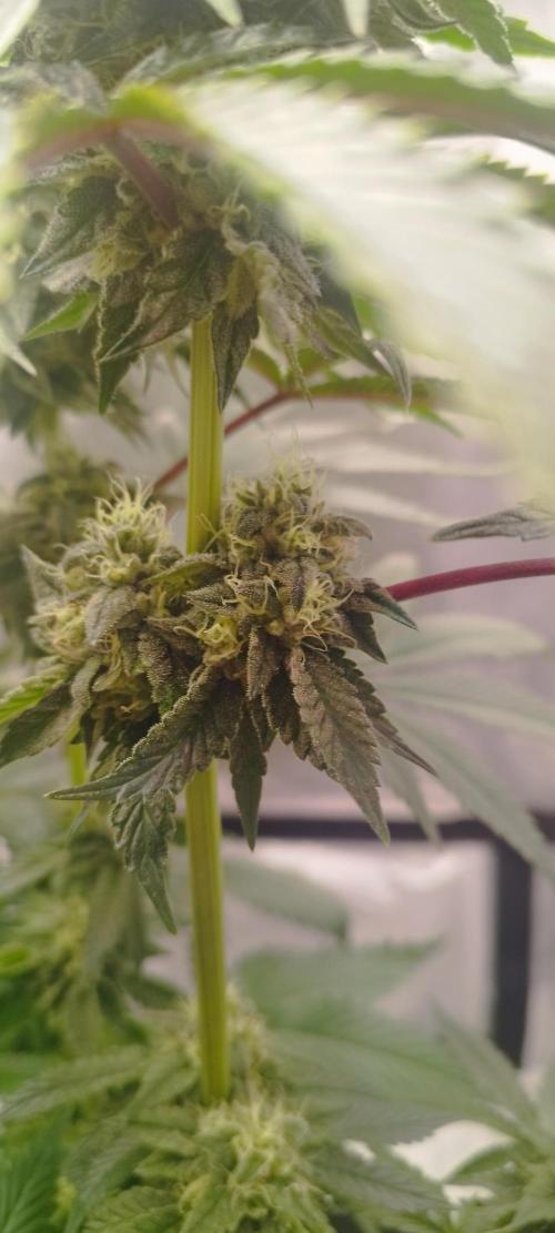 hombreseeds. Week 11 - Dark Nectar