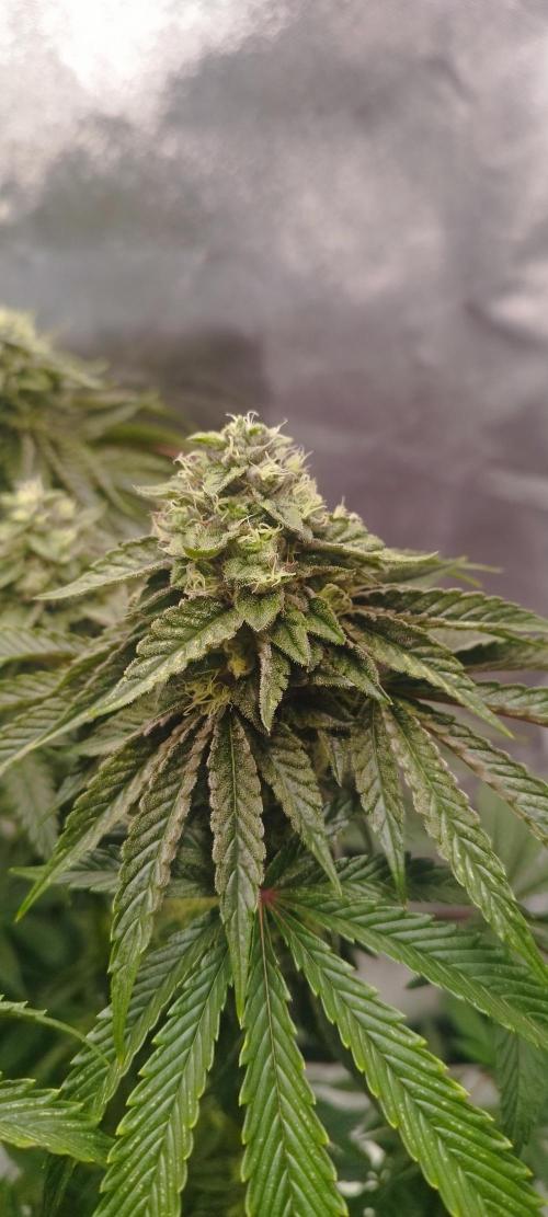 hombreseeds. Week 11 - Dark Nectar