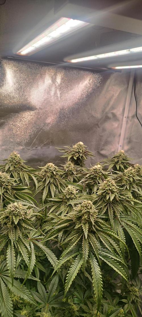 hombreseeds. Week 11