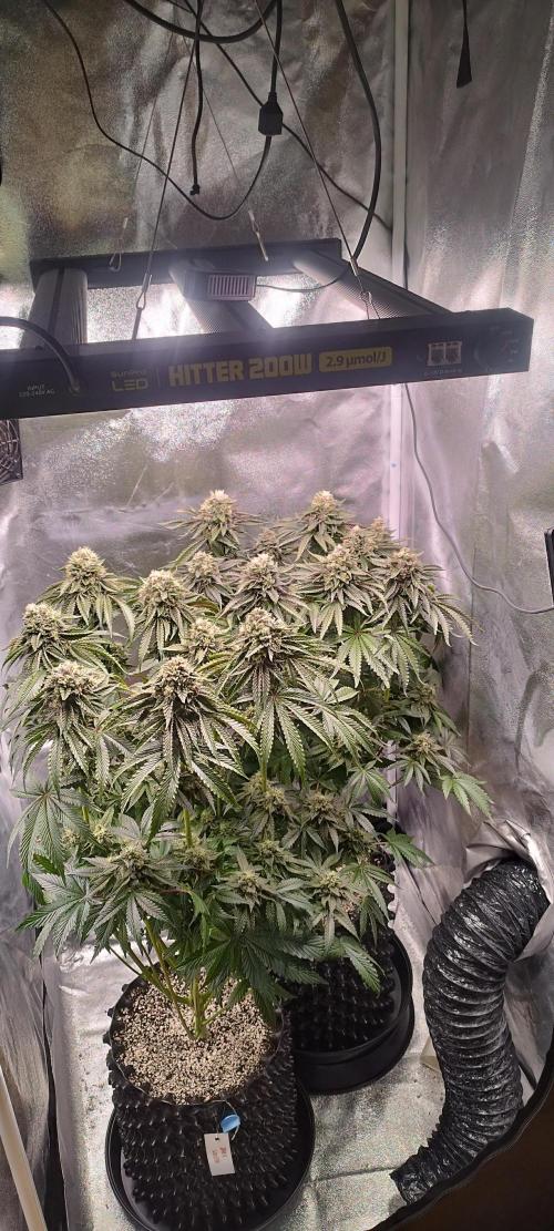 hombreseeds. Week 12