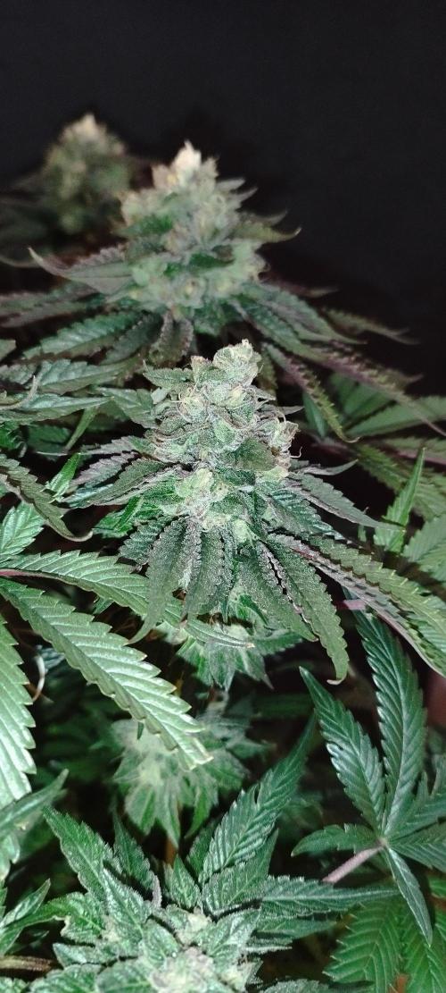 hombreseeds. Week 12 - King Cartier