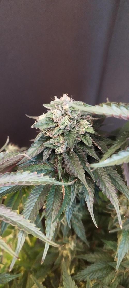hombreseeds. Week 12 - King Cartier