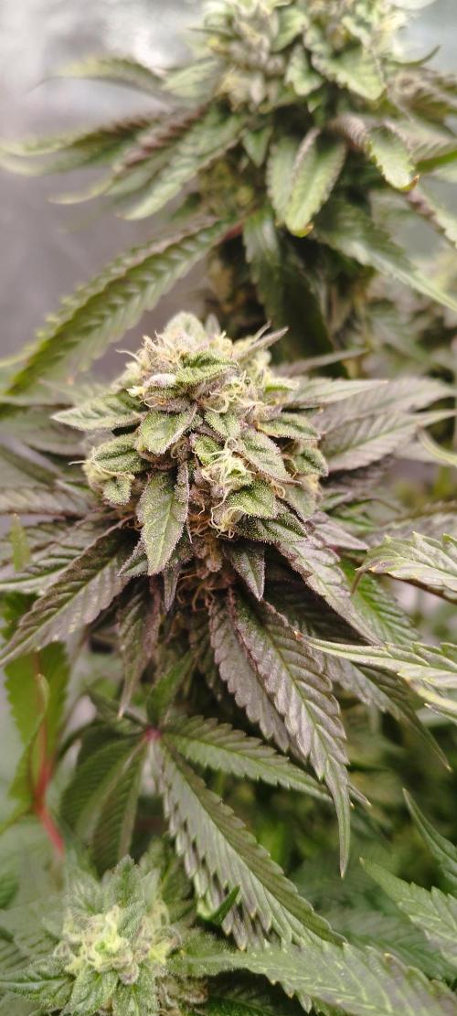 hombreseeds. Week 12 - King Cartier