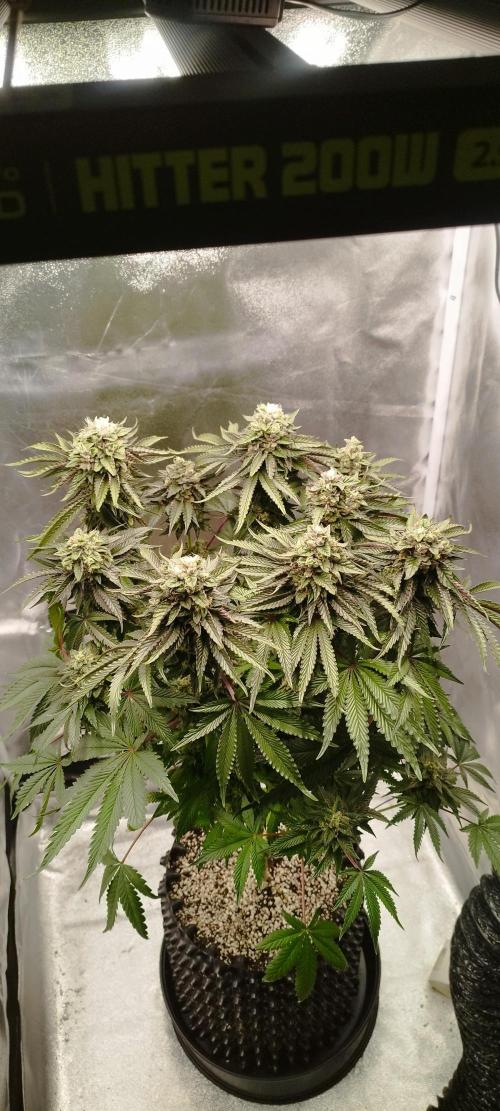 hombreseeds. Week 12 - King Cartier