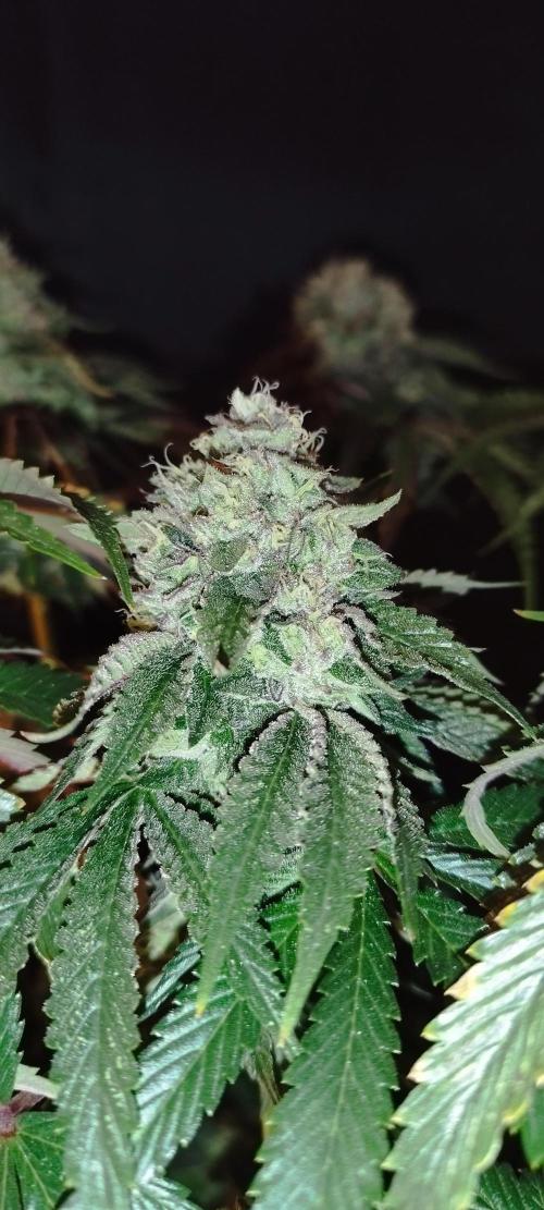 hombreseeds. Week 12 - Dark Nectar