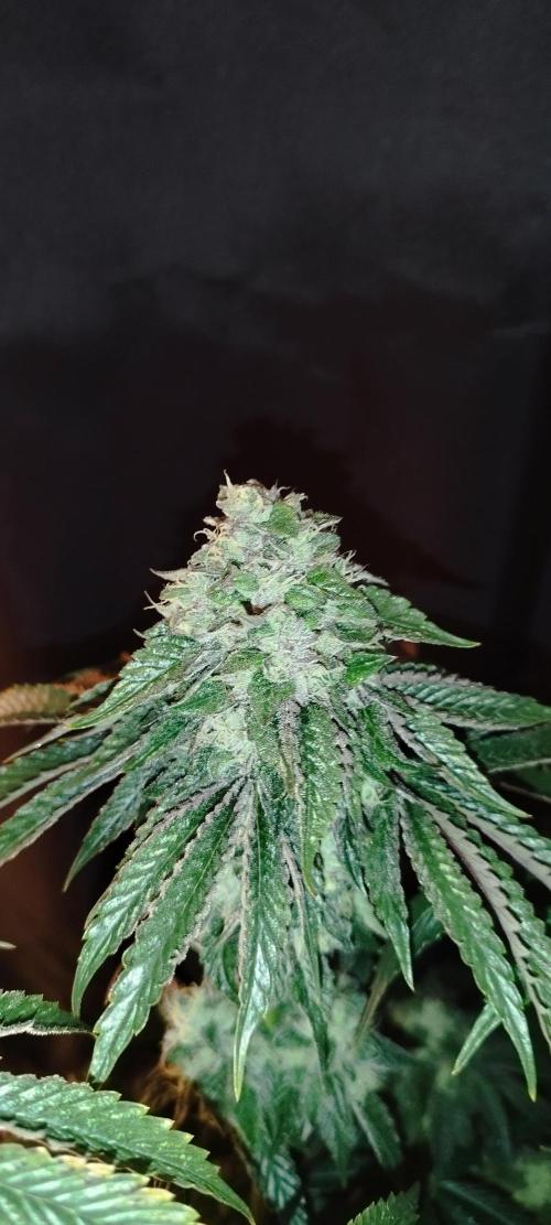 hombreseeds. Week 12 - Dark Nectar