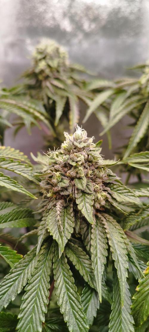 hombreseeds. Week 12 - Dark Nectar