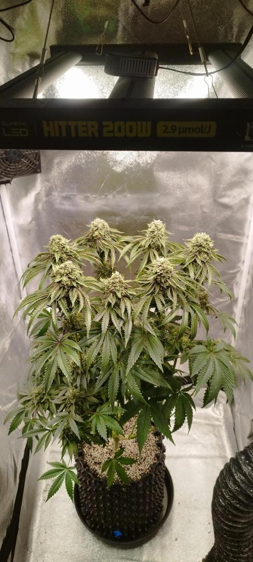 hombreseeds. Week 12 - Dark Nectar