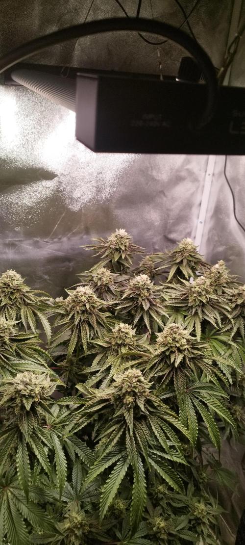 hombreseeds. Week 12