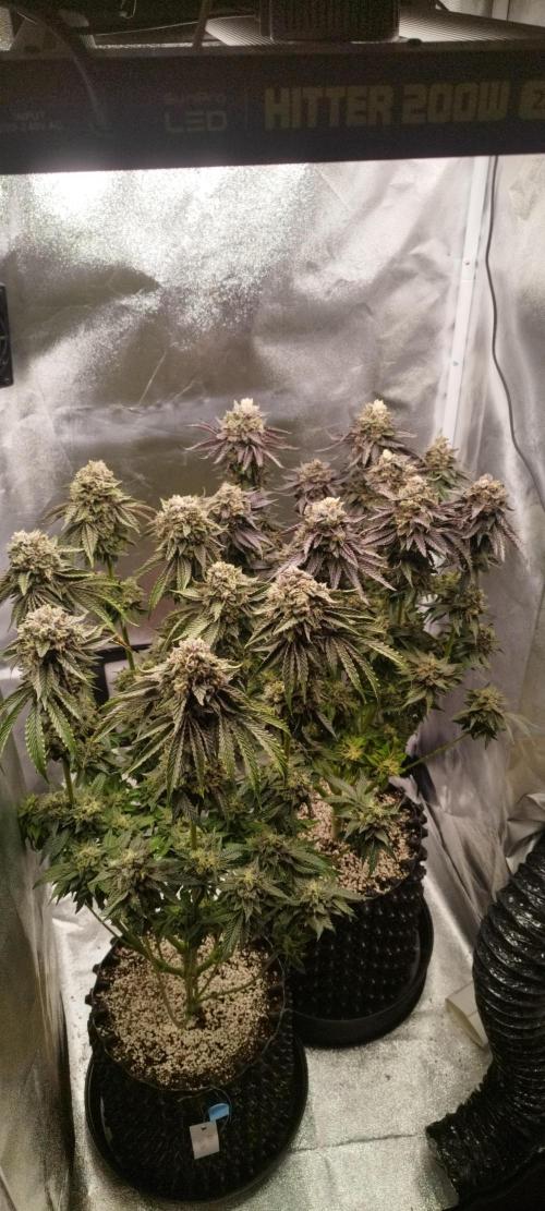 hombreseeds. Week 13