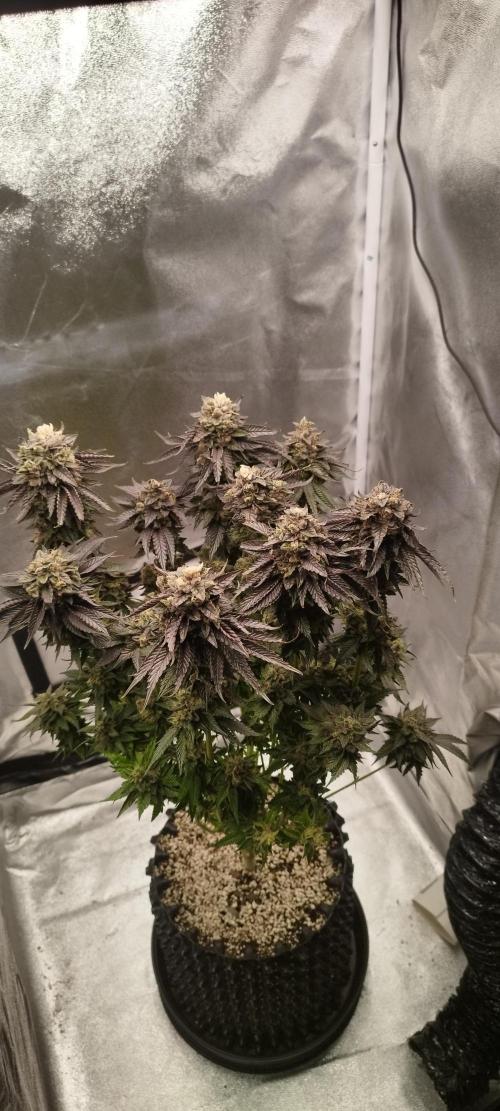 hombreseeds. Week 13 - King Cartier