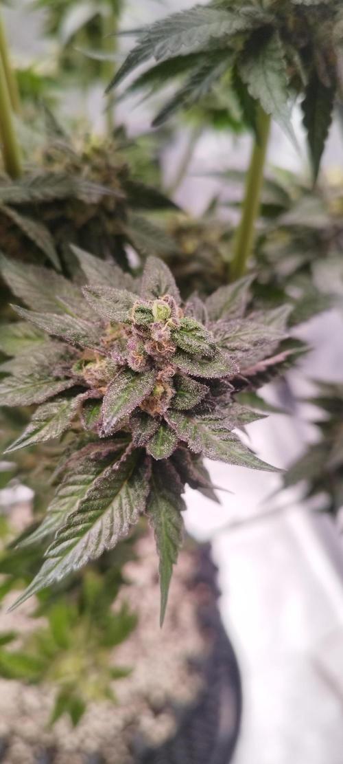 hombreseeds. Week 13 - King Cartier