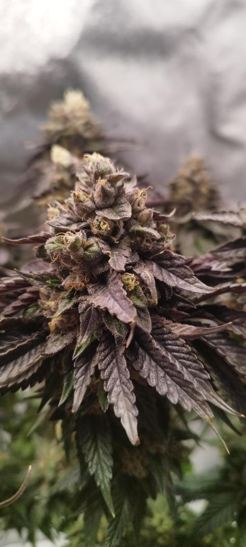 hombreseeds. Week 13 - King Cartier