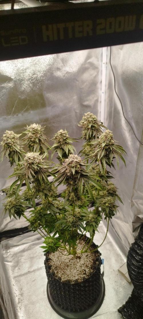 hombreseeds. Week 13 - Dark Nectar 
