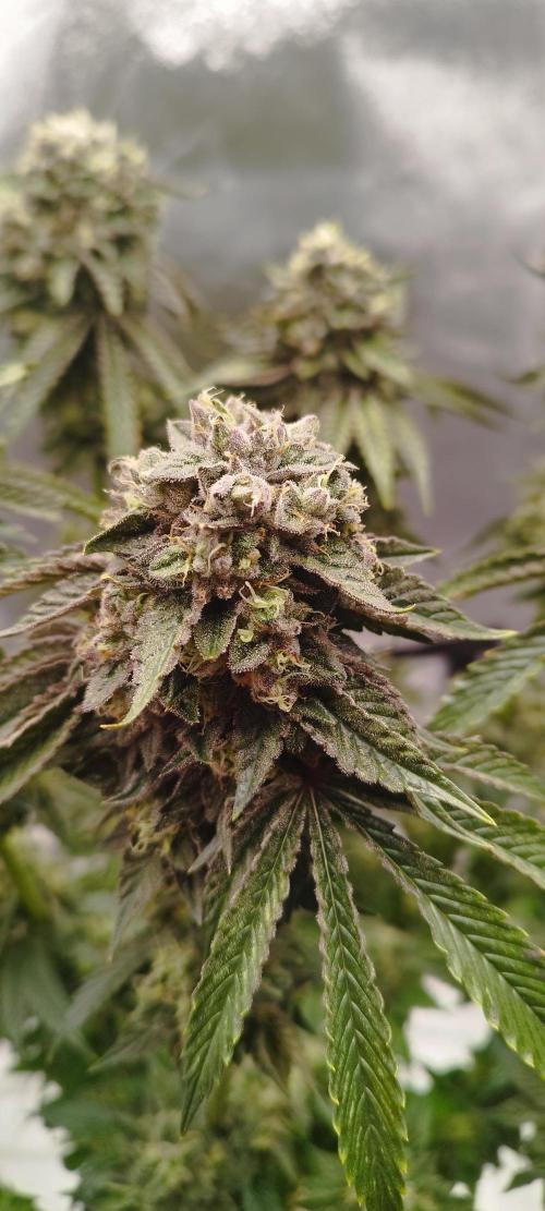 hombreseeds. Week 13 - Dark Nectar 