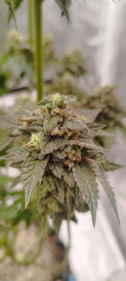 hombreseeds. Week 13 - Dark Nectar