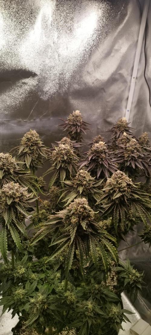 hombreseeds. Week 13