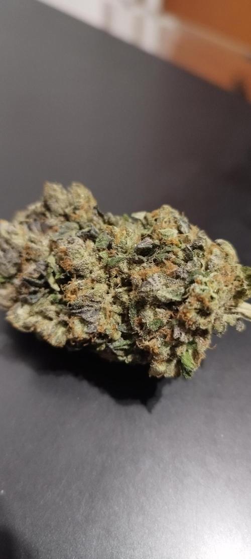 hombreseeds. Week 14