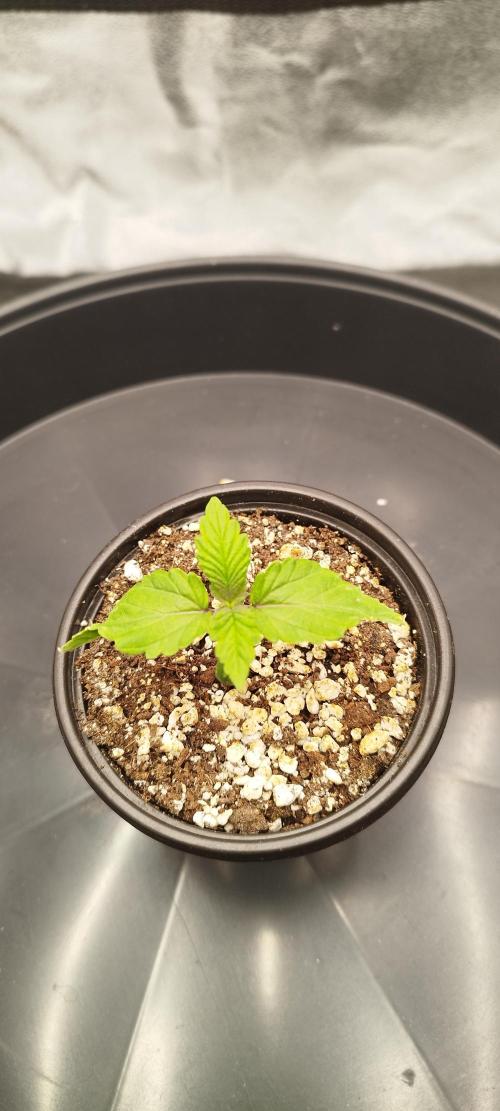 Dutch passion. Week 1 - Blue zushi