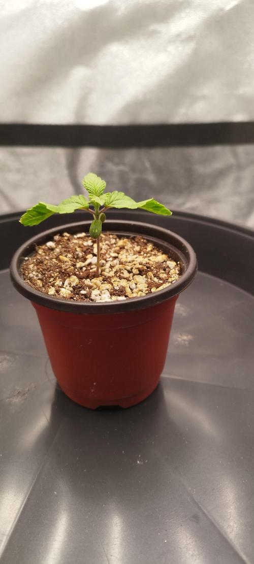 Dutch passion. Week 1 - Blue zushi