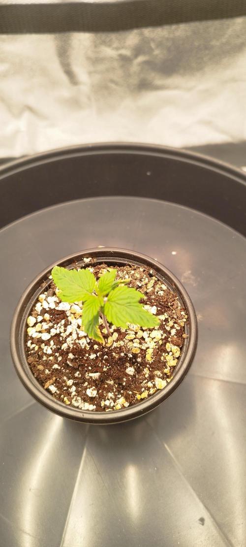 Dutch passion. Week 1 - Fruit bomb punch