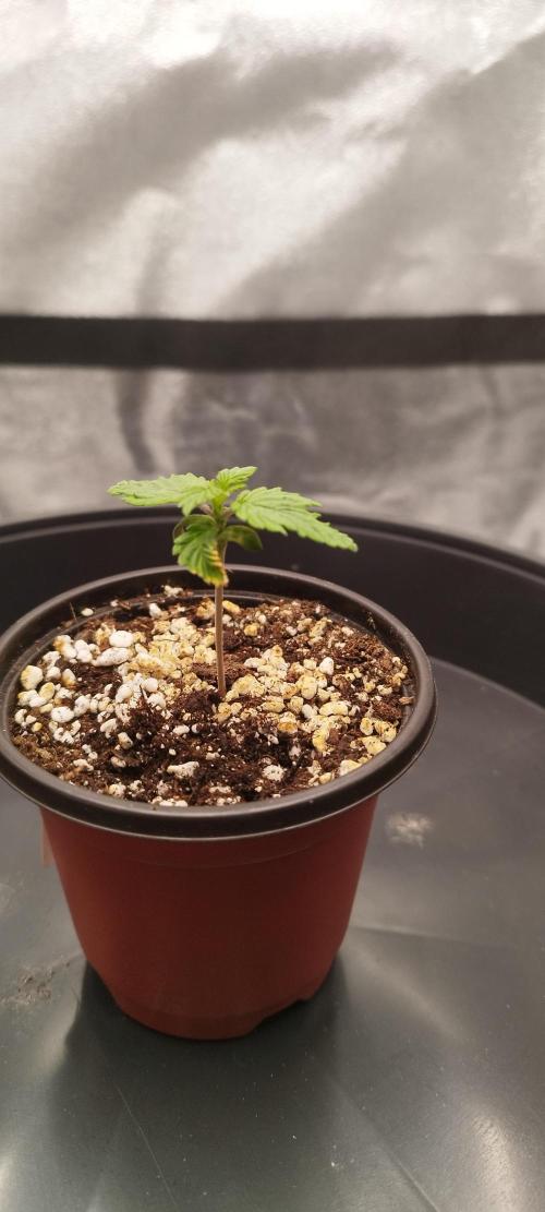 Dutch passion. Week 1 - Fruit bomb punch 