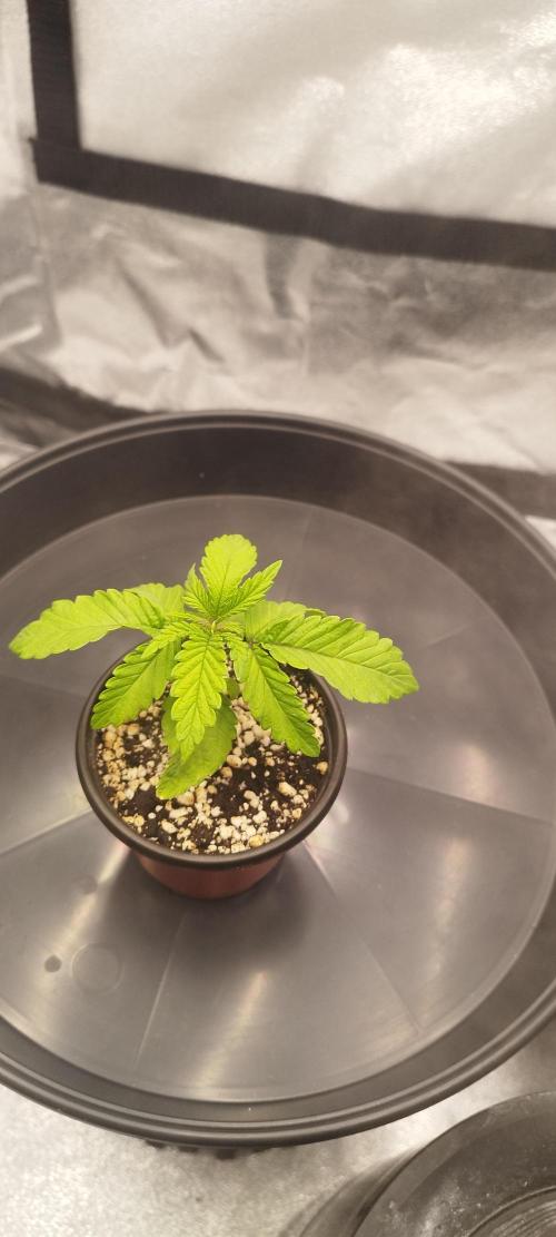 Dutch passion. Week 2 - Blue zushi