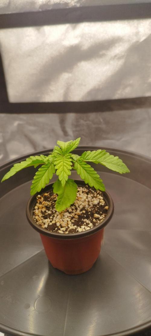 Dutch passion. Week 2 - Blue zushi