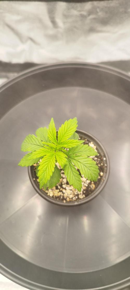 Dutch passion. Week 2 - Fruit bomb punch