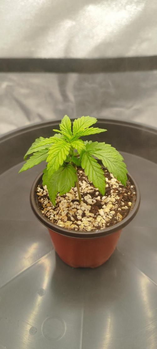 Dutch passion. Week 2 - Fruit bomb punch