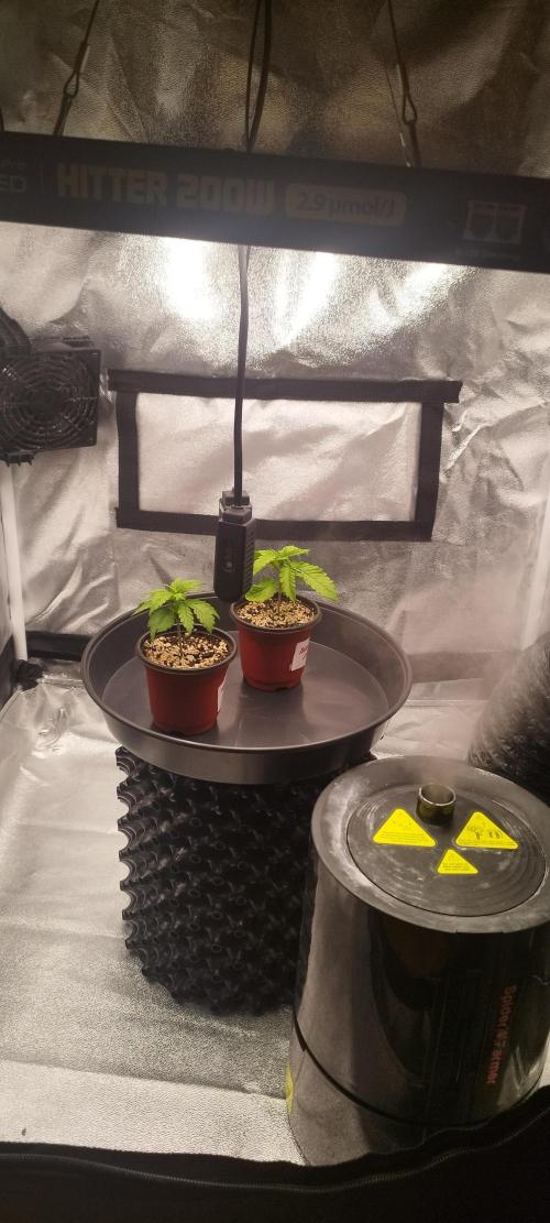 Dutch passion. Week 2