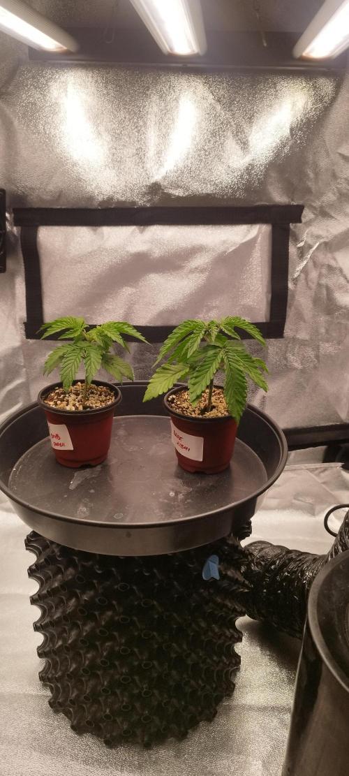 Dutch passion. Week 3