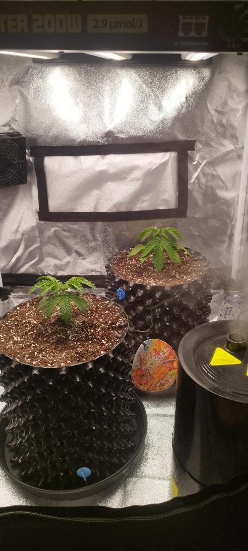 Dutch passion. Week 3