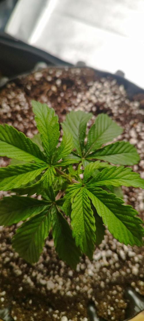 Dutch passion. Week 3 - Fruit bomb punch
