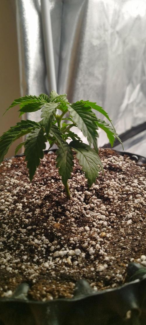 Dutch passion. Week 3 - Fruit bomb punch