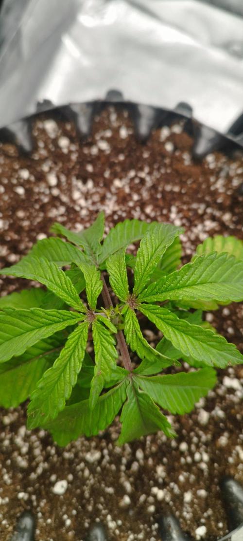 Dutch passion. Week 3 - Blue zushi
