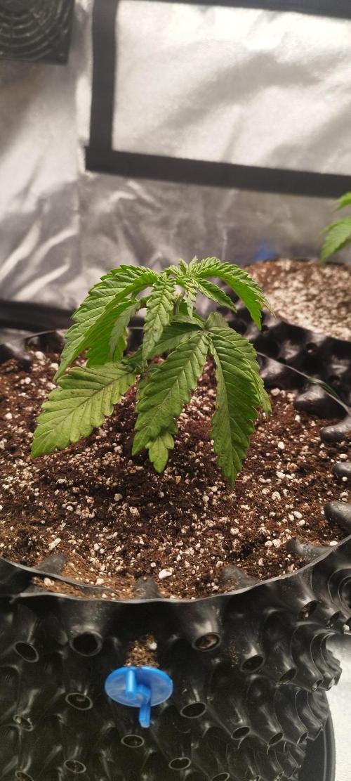 Dutch passion. Week 3 - Blue zushi