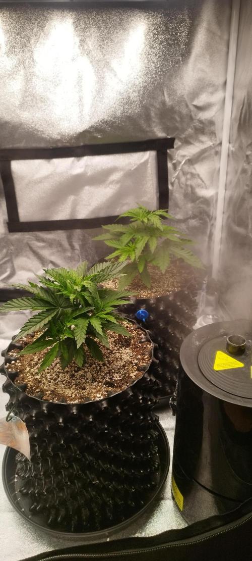 Dutch passion. Week 4