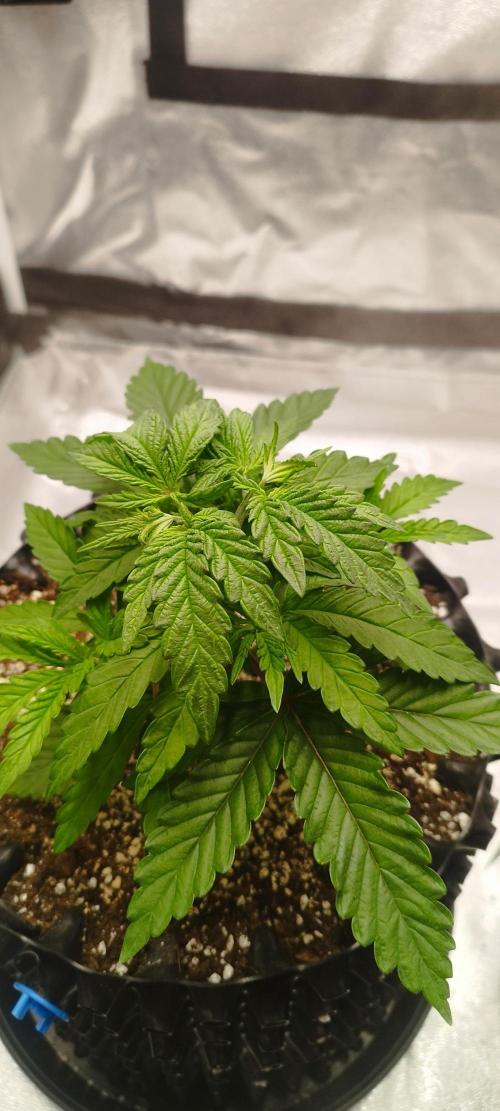 Dutch passion. Week 4 - Blue zushi