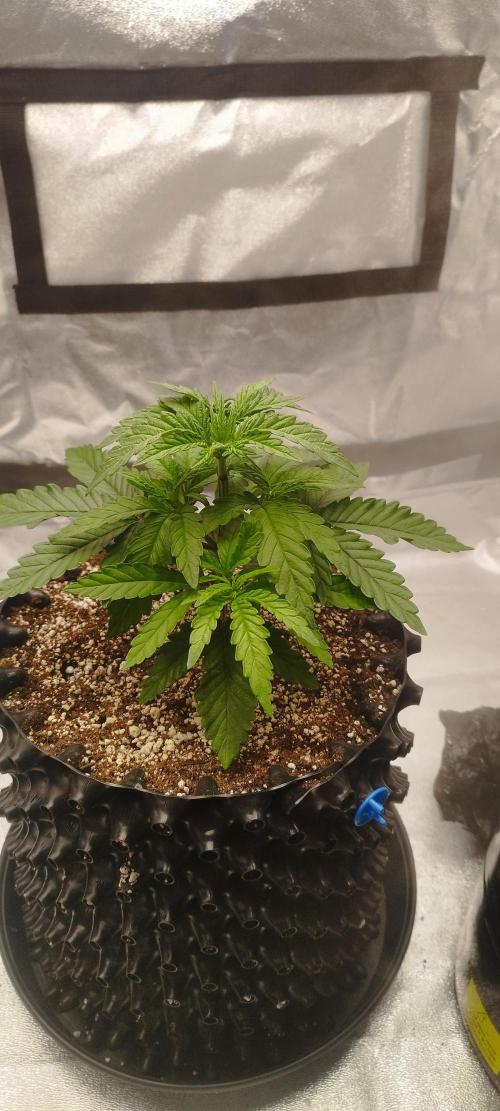 Dutch passion. Week 4 - Blue zushi