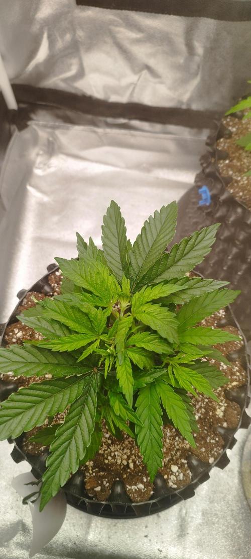 Dutch passion. Week 4 - Fruit bomb punch