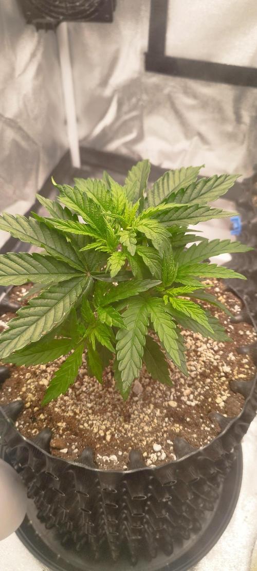 Dutch passion. Week 4 - Fruit bomb punch 