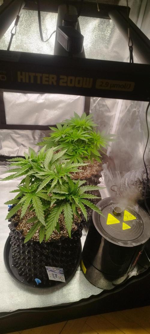 Dutch passion. Week 5