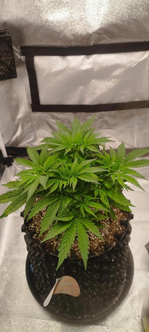 Dutch passion. Week 5 - Fruit bomb punch 