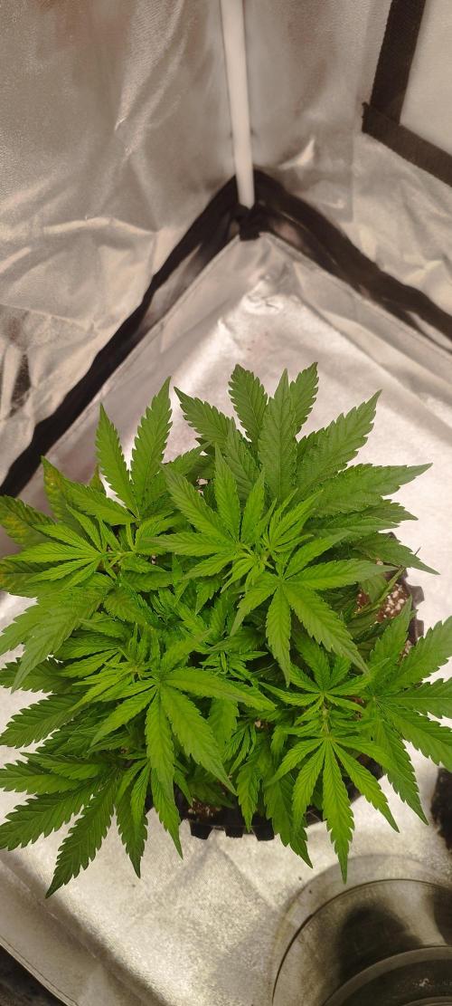 Dutch passion. Week 5 - Fruit bomb punch