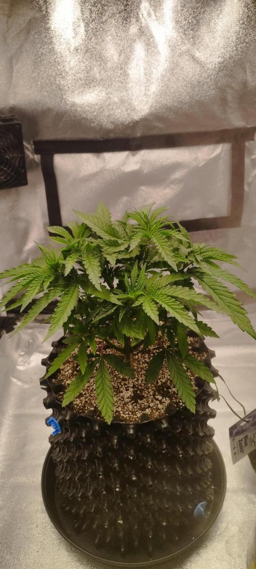 Dutch passion. Week 5 - Blue zushi