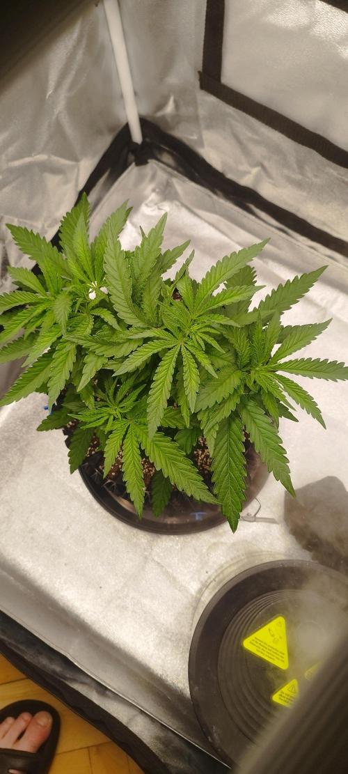 Dutch passion. Week 5 - Blue zushi